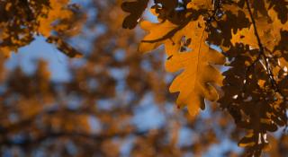 Herfstbladeren eik blauwe achtergrond